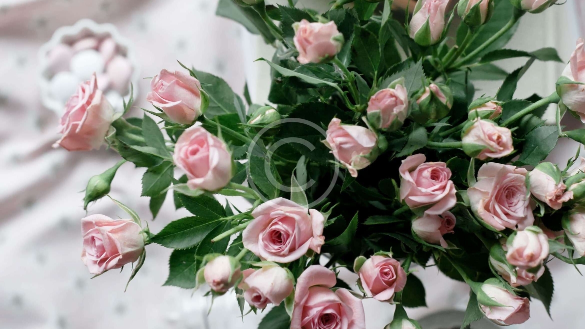 Pink and Tender